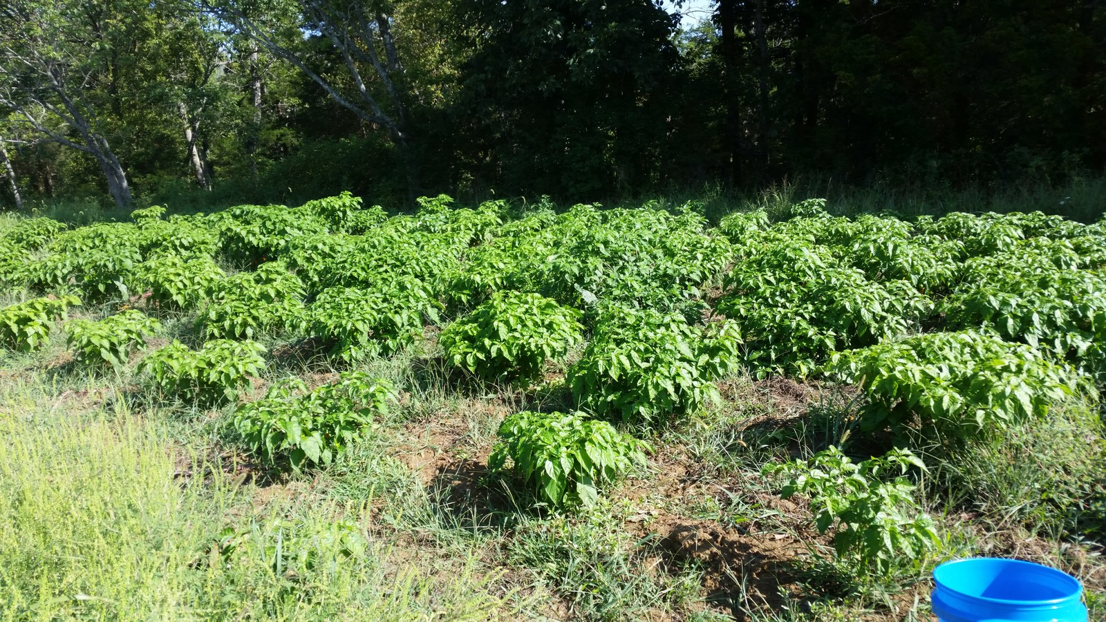 IMG_20200830_100959.jpg