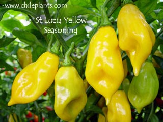 st-lucia-yellow-seasoning-pepper-plants.jpg