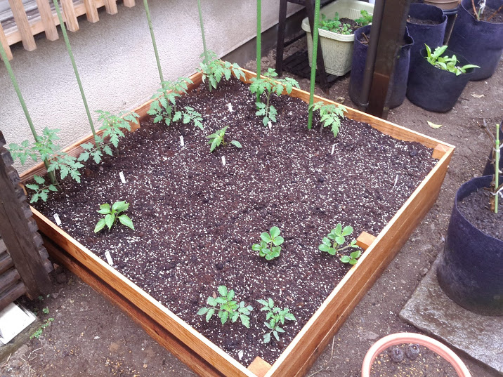 pebble's 2nd year grow. 1st year raised beds. (a lot of tomatoes)