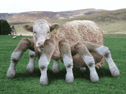 spidercow.gif