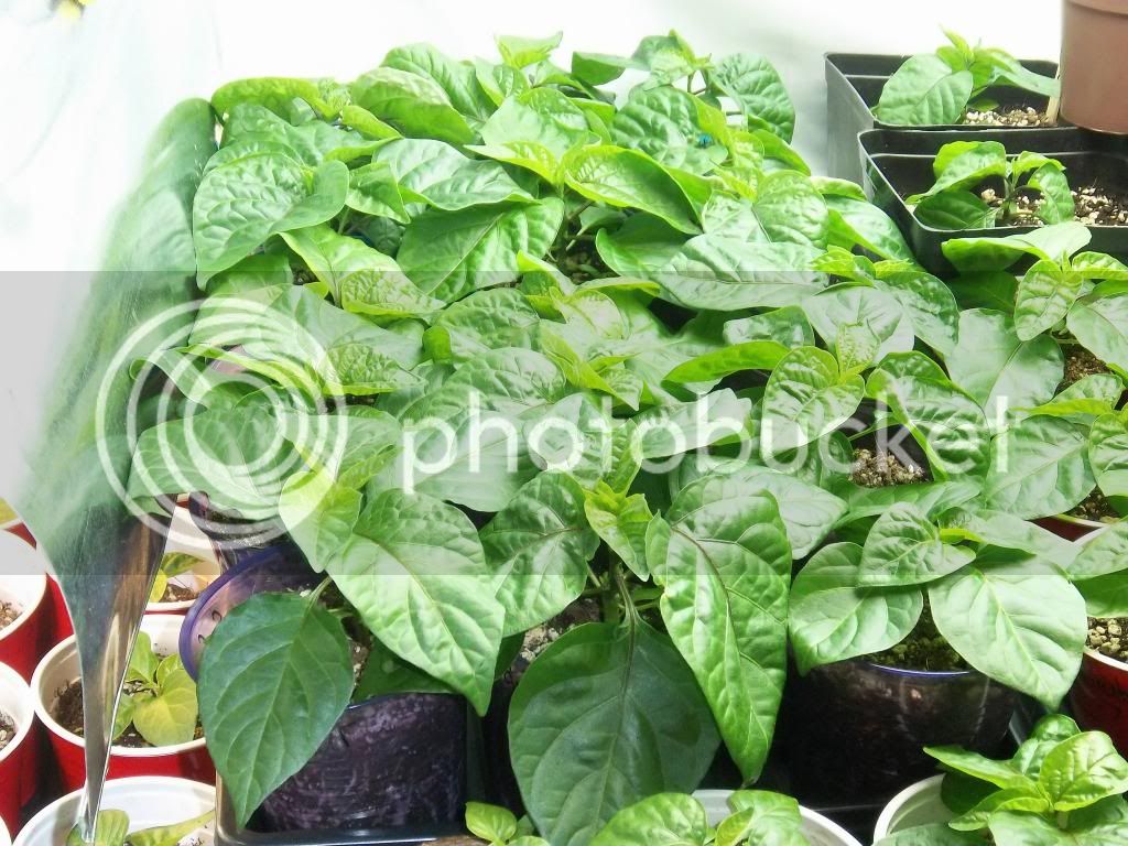 Pepperplants1-14-13001_zps70a35713.jpg