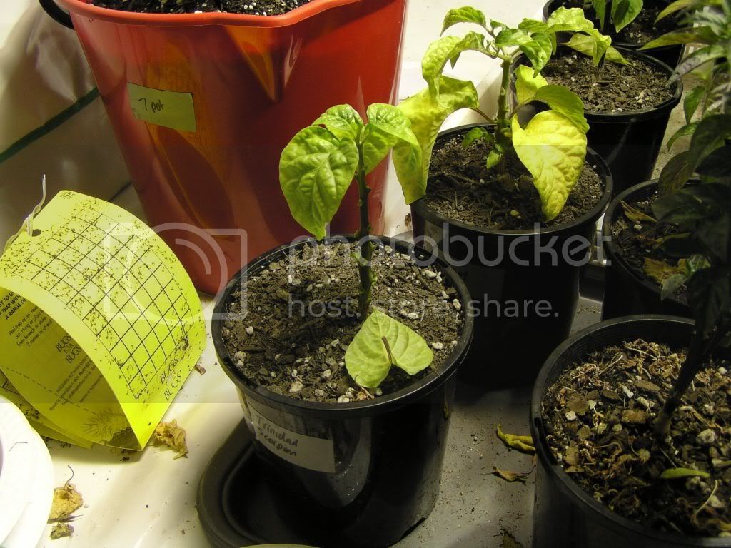 chillioct20098.jpg