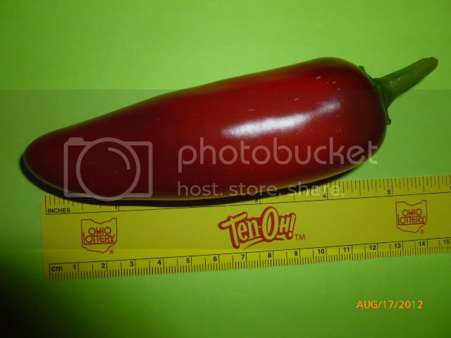 Mammouthjalapeno-VladanSmiciklas-RainbowChiliSeedsP1000962.jpg