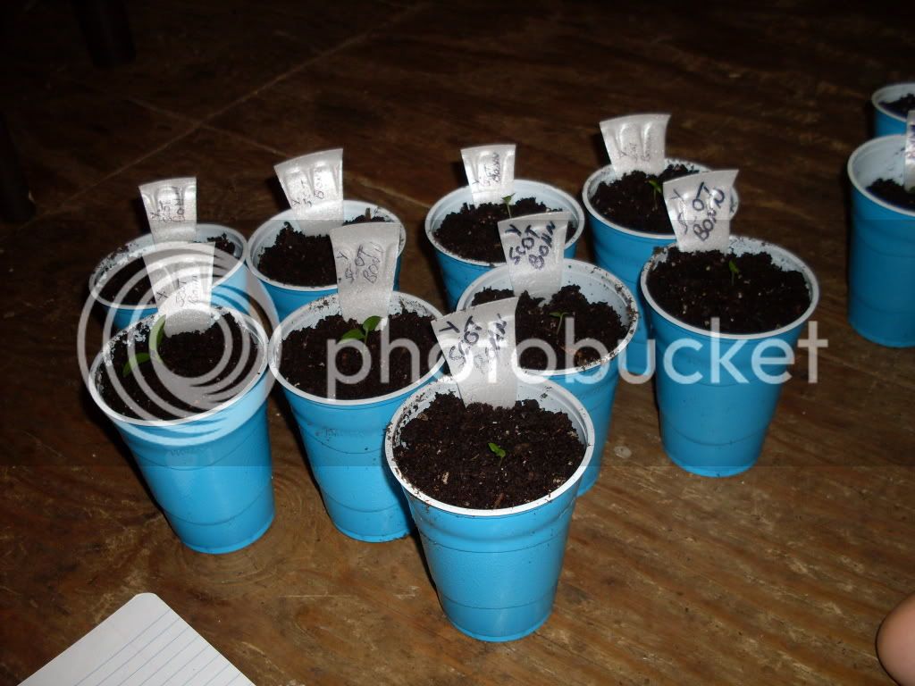 pepperseedlings064.jpg