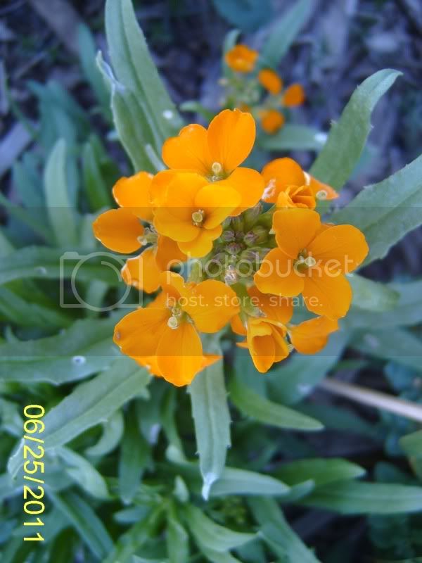 SiberianWallflower6-25-11.jpg