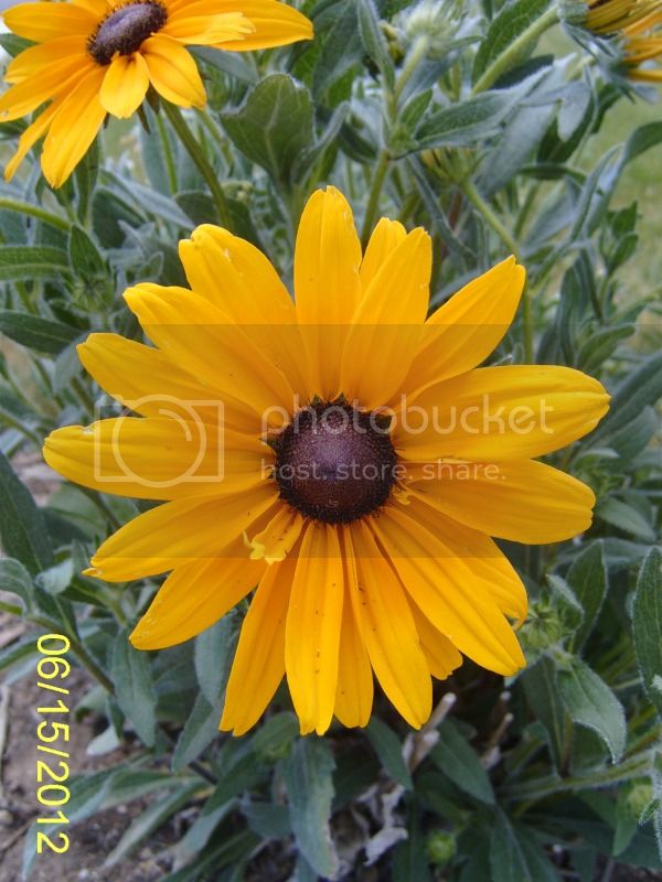 Not-SoIrishEyesRudbeckia6-15-12.jpg