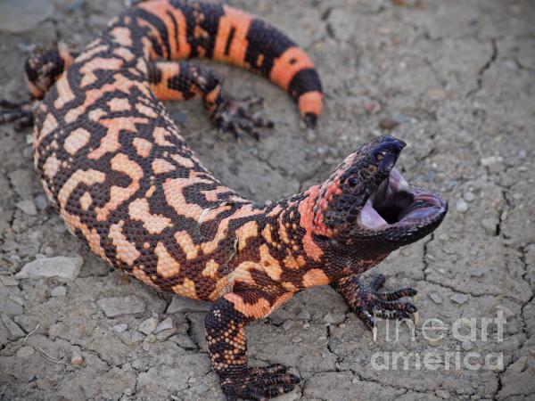 gila-monster-attack-donnie-barnett.jpg