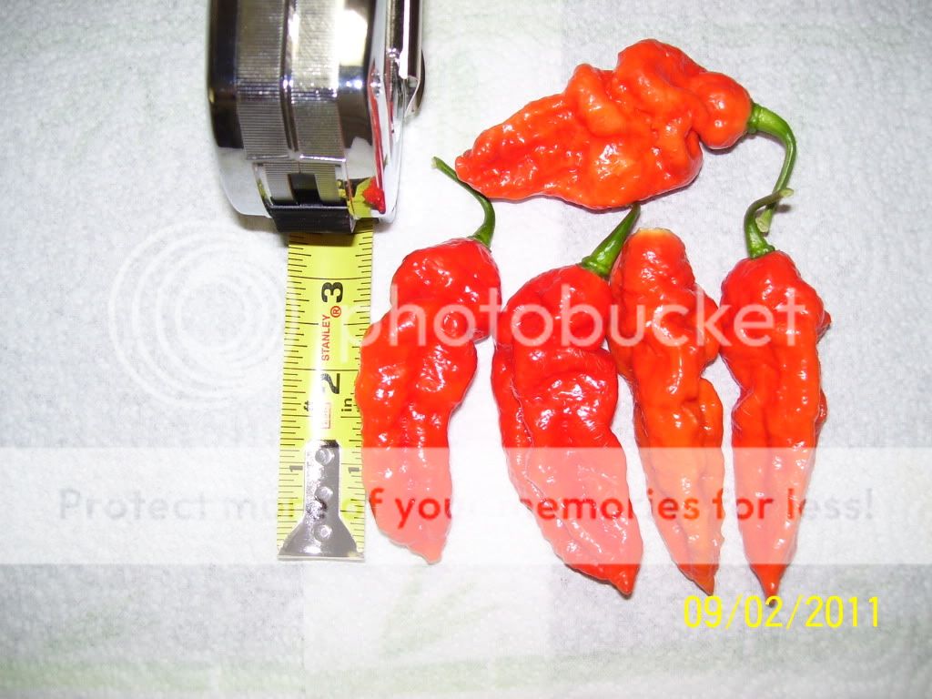 large_bhut_001.jpg