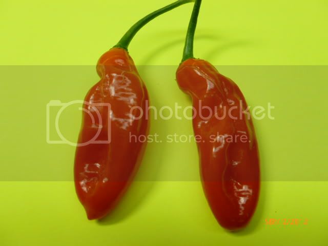 AjiRojoorPucka-Uchu-VladanSmiciklas-RainbowChiliSeedsP1010220.jpg