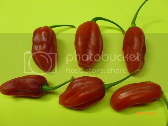 BuzdovanF-1-VladanSmiciklas-RainbowChiliSeedsP1010224-1.jpg