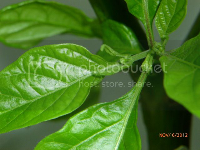 SpikesF-2Overwinteringplant-VladanSmiciklas-RainbowChiliSeedsP1010541.jpg