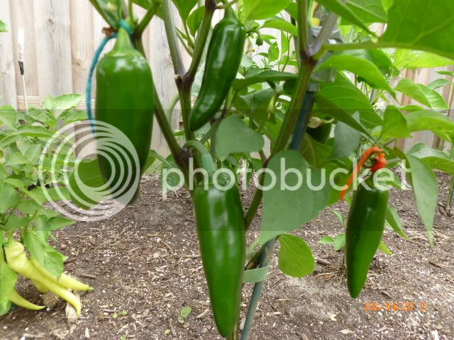 MammouthJalapeno-VladanSmiciklas-RainbowChiliSeedsP1000372.jpg