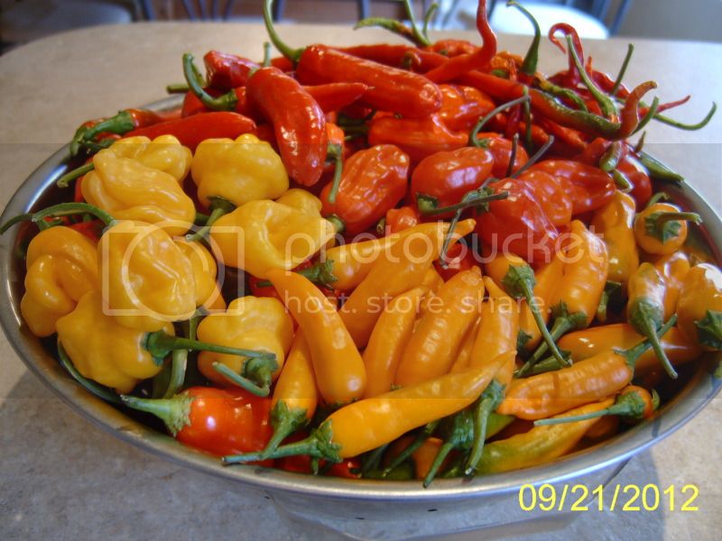 BowlOPeppers_zpsd0f0d591.jpg