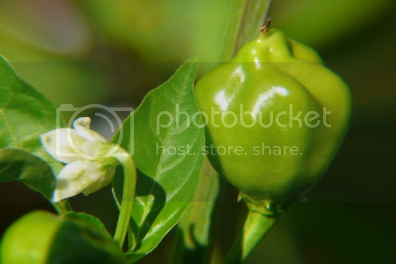 3Lobos-VladanSmiciklas-RainbowChiliSeedsP1070006.jpg