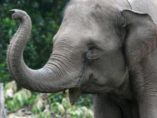 Asian_Elephant_8.13.2012_Hero_And_Circle_HI_247511.jpg