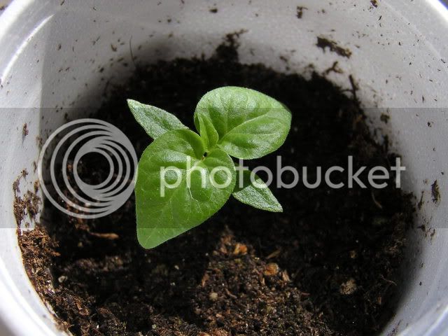 3-23soil006.jpg