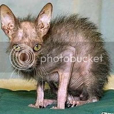 worlds-ugliest-cat.jpg