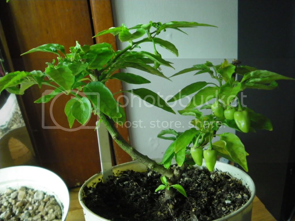 IMGP2222.jpg