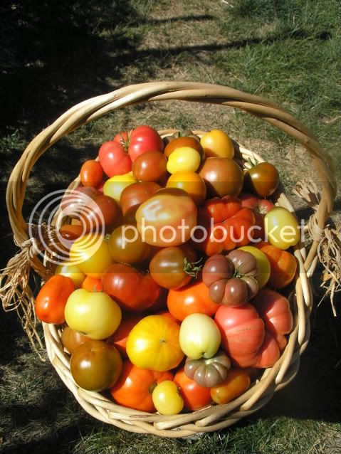 BeautifulTomatoBasket081307.jpg