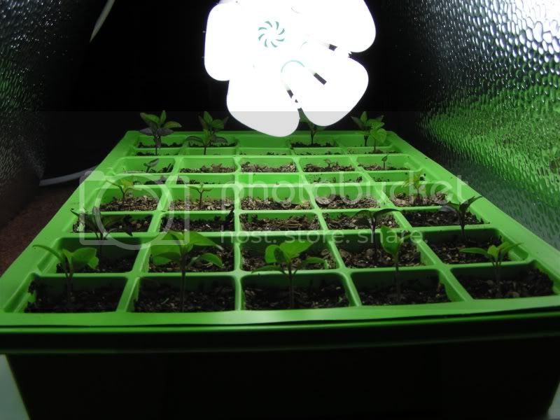 chilliseedlings23may1.jpg