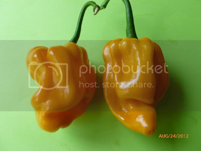 HabanerBettoEca-VladanSmiciklas-RainbowChiliSeedsP1010064.jpg