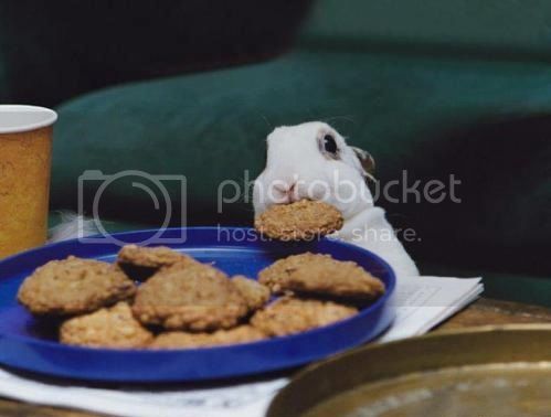 aaaa-Cute-Bunny-Love-Cookies_zps324be6d3.jpg