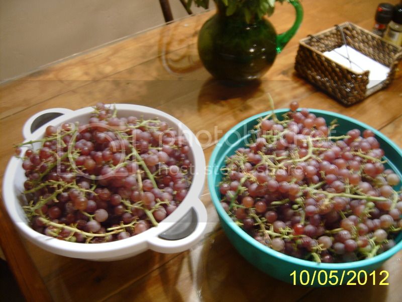 RelianceGrapes.jpg