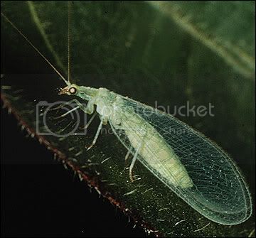 LACEWING.jpg