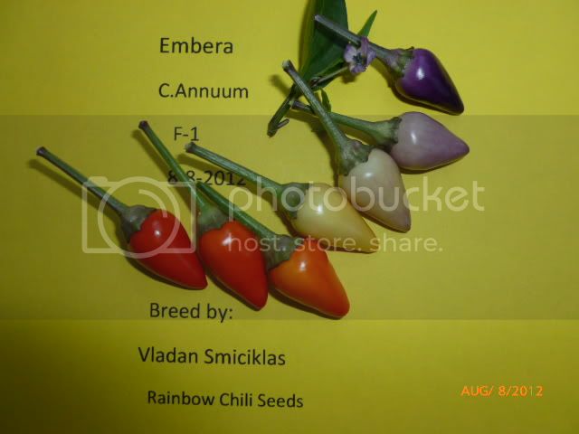 EmberaF-1-VladanSmiciklas-RainbowChiliSeedsP1000784.jpg