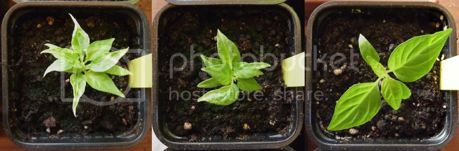 Seedlings.jpg