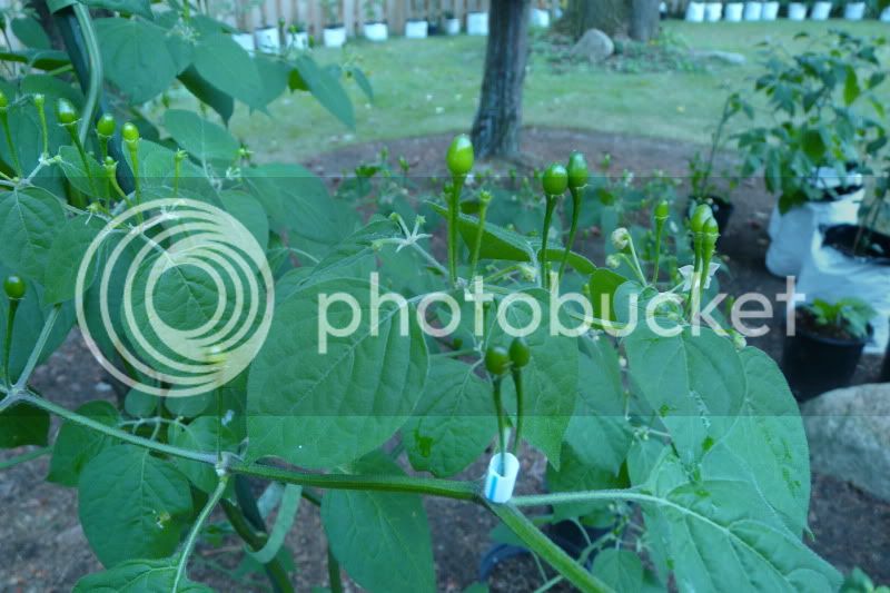 CumariParana-VladanSmiciklas-rainbowchiliseedsP1040703.jpg