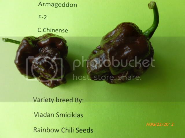 ArmageddonF-2-VladanSmiciklas-RainbowChiliSeedsP1010053.jpg