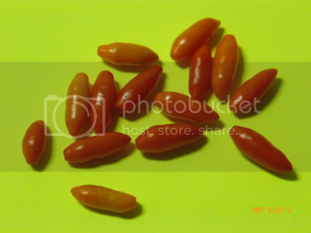 Minimini-VladanSmiciklas-RainbowChiliSeedsP1010236.jpg