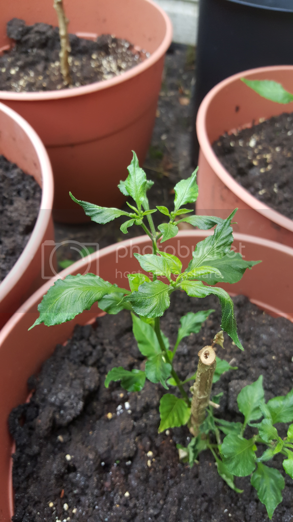 Pepper%20leaves%201_zpsawi0lnc7.png