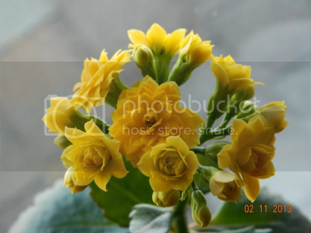 Kalanchoe_zps872be187.jpg