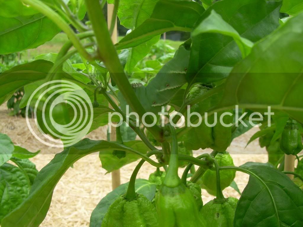 Hornworm6-28-13_zps92f54c9c.jpg