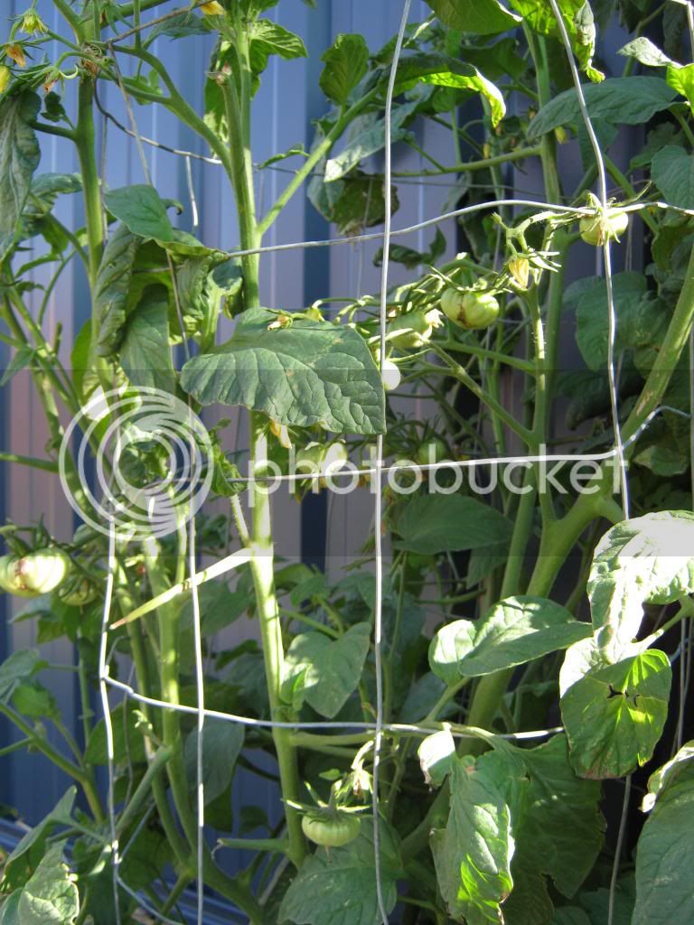Gardenrecovery029.jpg