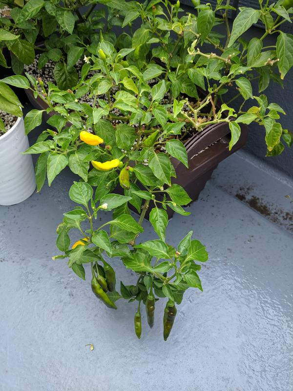 patio-ripening-drops.jpg