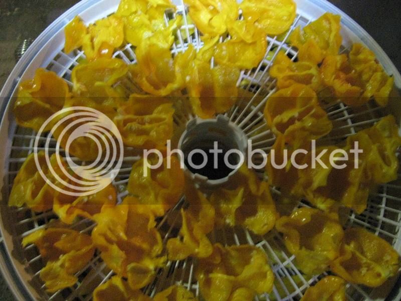 AnnsGlog10-24YellowCARDIdehydrator_zps32b6b582.jpg