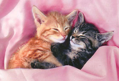 Kittens-Hugging.gif