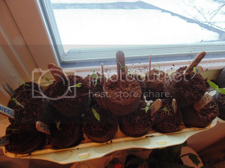 Seedlings_zps52fad333.jpg