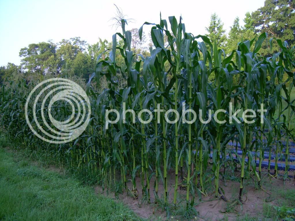 Corn6-13-10.jpg