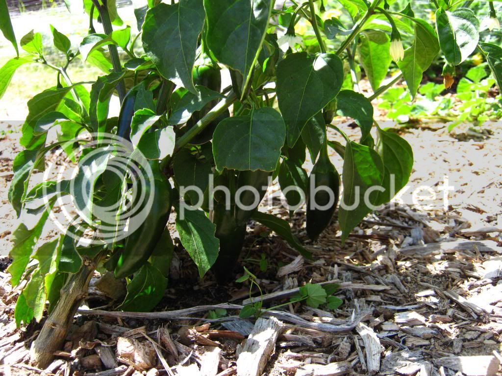 chilliprogress009.jpg