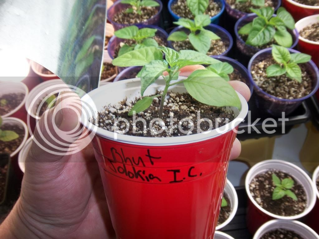 Pepperseedlings1-4-13053_zps32b383fa.jpg