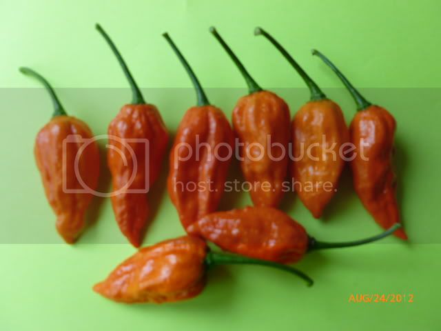 NagaMorich-VladanSmiciklas-RainbowChiliSeedsP1010062.jpg