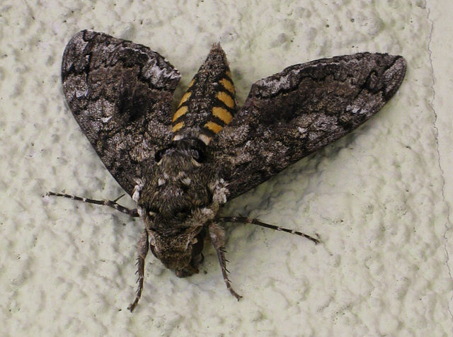 640px-Manduca_quinquemaculata.jpg