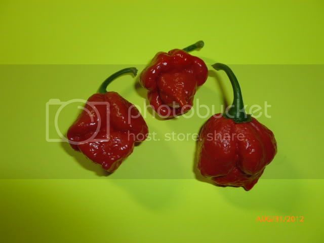 7Pod-VladanSmiciklas-RainbowChiliSeedsP1010188.jpg