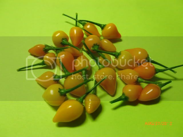 BiquinhoChupetinhayellow-VladanSmiciklas-RainbowChiliSeedsP1010131.jpg