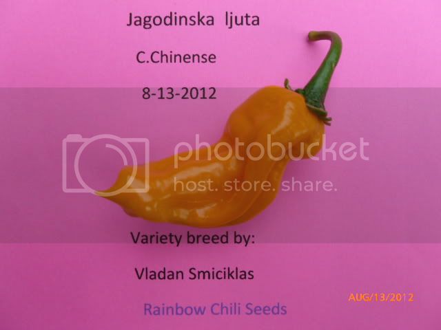 Jagodinskaljuta-VladanSmiciklas-RainbowChiliSeedsP1000892.jpg