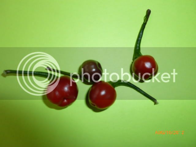 CheiroRoxa-VladanSmiciklas-RainbowChiliSeedsP1000812.jpg